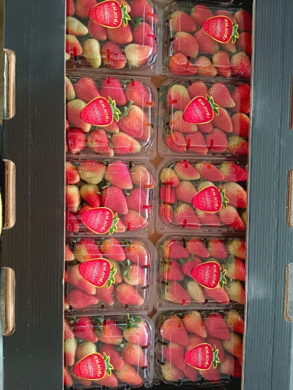FRESH STRAWBERRIES from Ethiopia